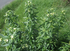 Lithospermum officinale