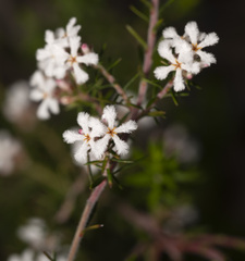Leucopogon capitellatus