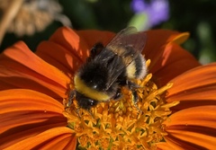 Bombus