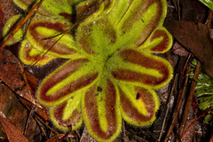 Drosera squamosa
