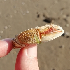 Pagurus bernhardus