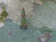 Araneus talipedatus