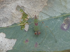 Araneus talipedatus