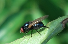 Lonchaea