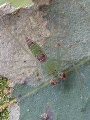 Araneus talipedatus