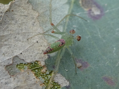 Araneus talipedatus