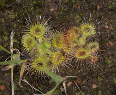 Drosera glanduligera