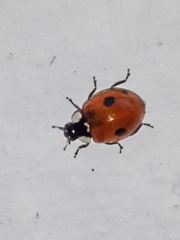 Adalia bipunctata