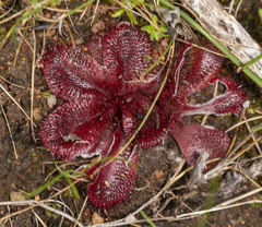 Drosera rosulata