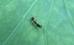 Odontomantis planiceps