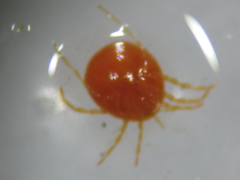Hydrachnidia