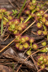 Drosera stolonifera