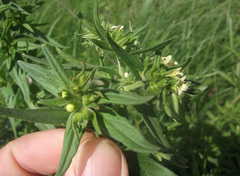 Lithospermum officinale