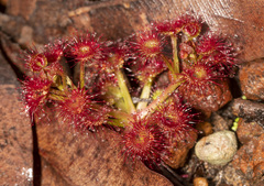 Drosera stolonifera