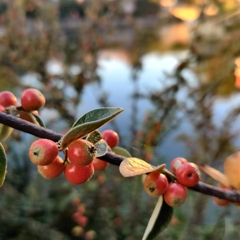 Cotoneaster franchetii