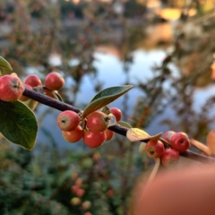 Cotoneaster franchetii