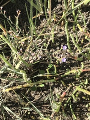Limonium carolinianum