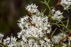 Hakea lissocarpha