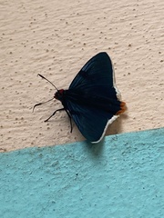 Phocides polybius