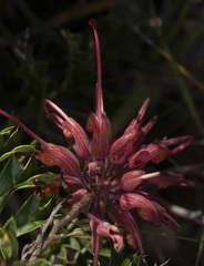 Grevillea bipinnatifida