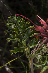 Grevillea bipinnatifida