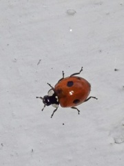 Adalia bipunctata