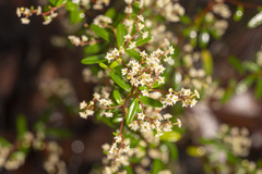 Trymalium ledifolium