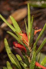 Adenanthos barbiger