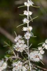 Hypocalymma angustifolium