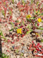 Tetragonia