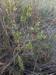Spiraea hypericifolia