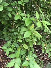 Ligustrum ovalifolium