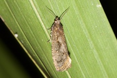 Cryptaspasma sordida