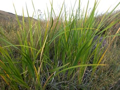 Iris lactea biglumis