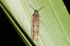 Cryptaspasma sordida