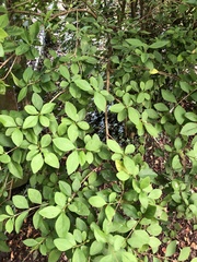 Ligustrum ovalifolium