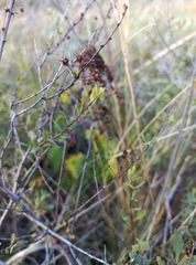 Spiraea hypericifolia