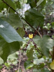 Argiope mangal