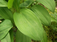 Allium victorialis