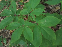 Aesculus parviflora