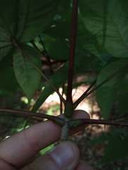 Aesculus parviflora