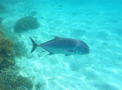 Caranx ignobilis