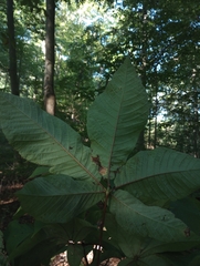 Aesculus parviflora