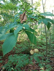 Aesculus parviflora