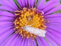 Nomophila nearctica