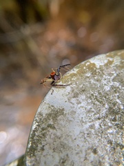 Viciria pavesii