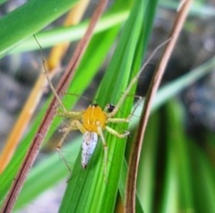 Oxyopes birmanicus