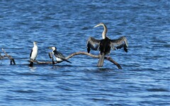 Anhinga novaehollandiae