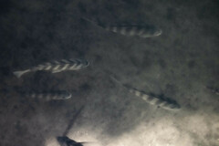 Archosargus probatocephalus