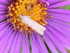 Nomophila nearctica